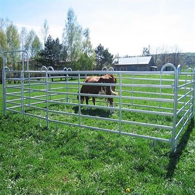 Nautgripapallspjald fyrir nautgripi