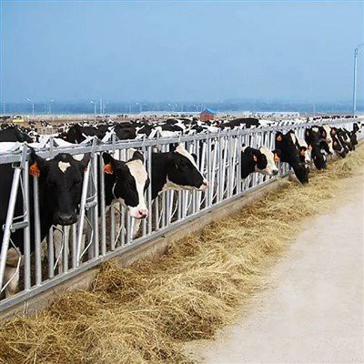 Ókeypis básar fyrir mjólkurkýr